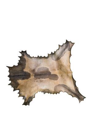 Djembé Fell / Ziege enthaart und gewalzt 55 cm Durchmesser